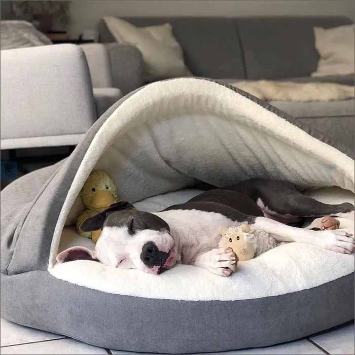 Moin Hund in Hamburg